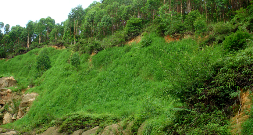 深圳·寶安區(qū)觀瀾搖丫山廢棄市場(chǎng)治理工程